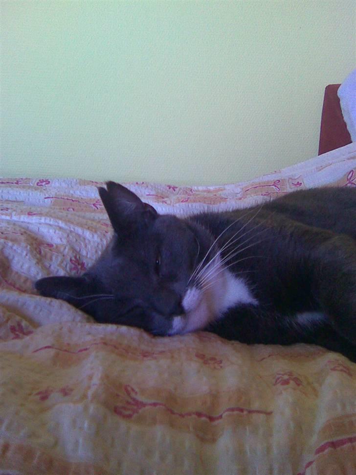 Huskat Pepsi billede 7