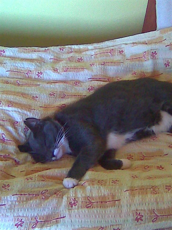 Huskat Pepsi billede 8