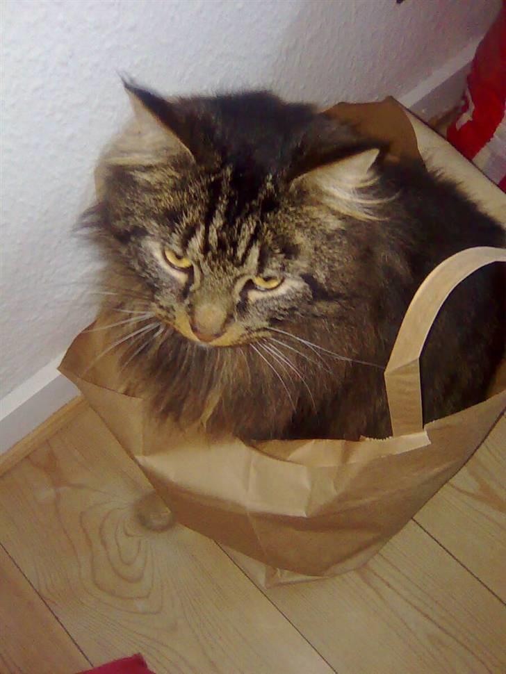 Norsk Skovkat Nero - Han er også en lille posekat billede 9