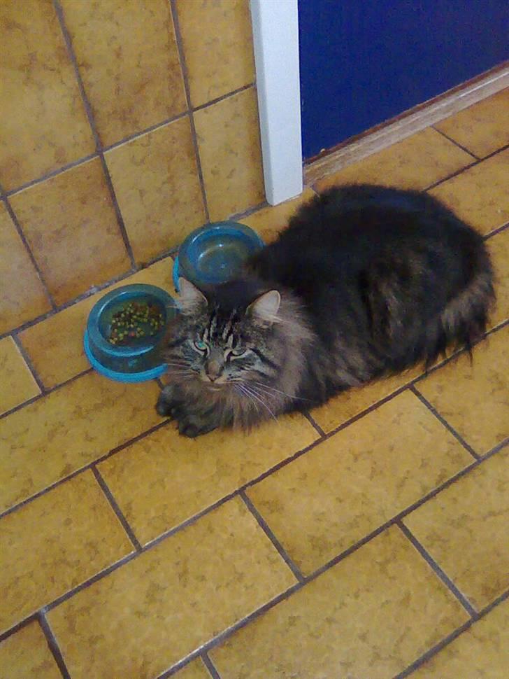 Norsk Skovkat Nero - Nero brokker sig... der er kun grønne piller tilbage... Han hader grønne piller... billede 10