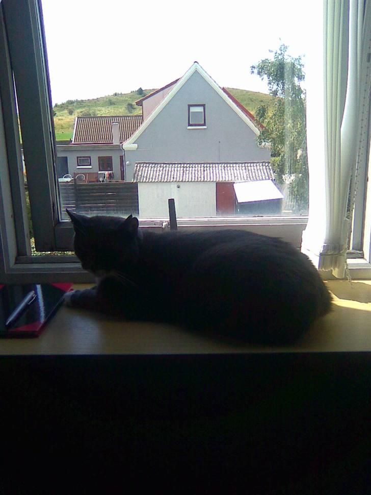 Huskat Pepsi billede 9