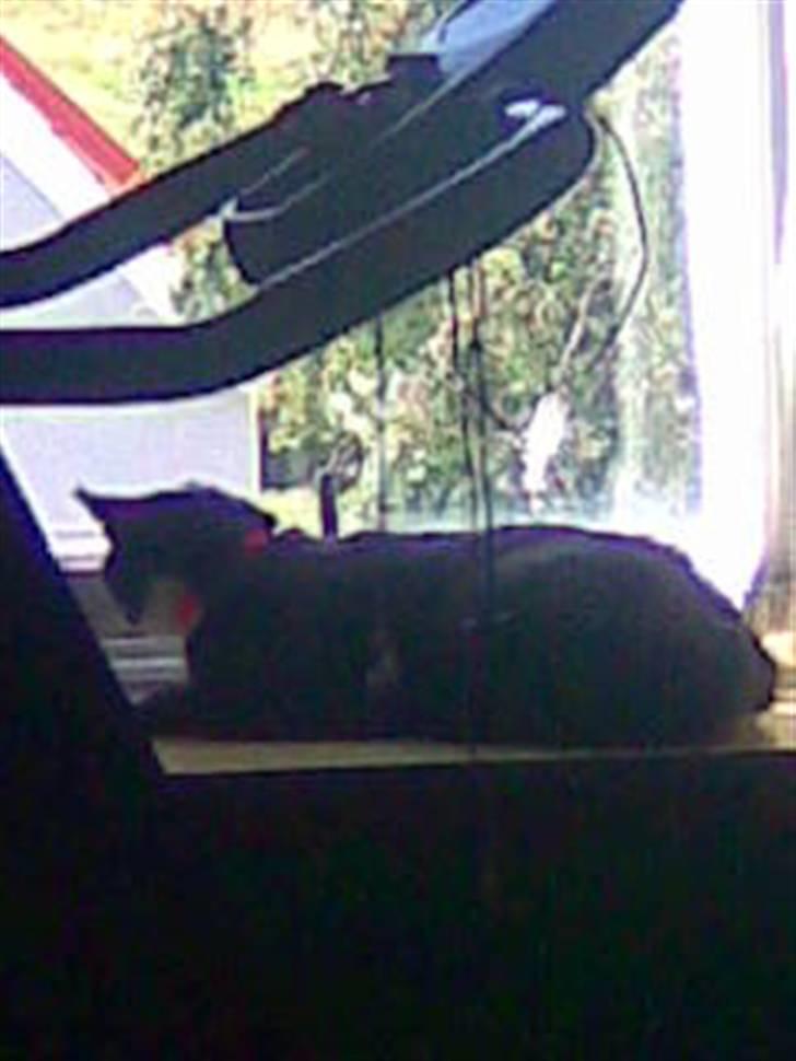 Huskat Pepsi billede 10