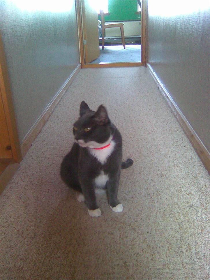 Huskat Pepsi billede 11