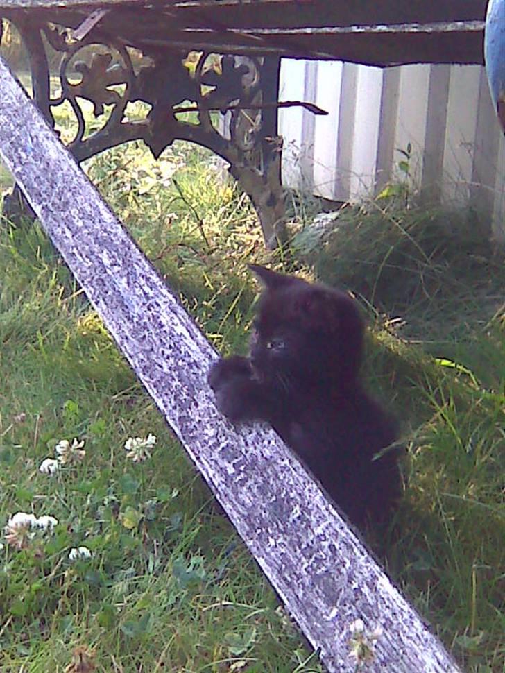 Huskat Lille Bebs billede 1