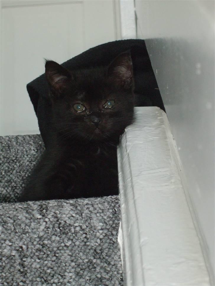 Huskat Lille Bebs billede 2