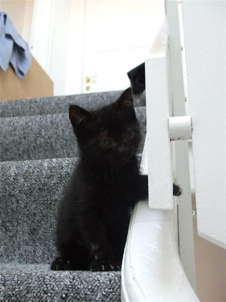 Huskat Lille Bebs billede 3