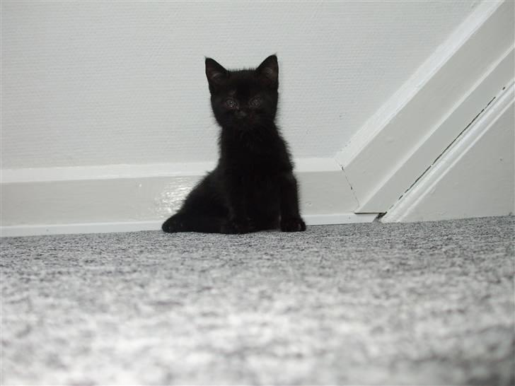 Huskat Lille Bebs billede 4