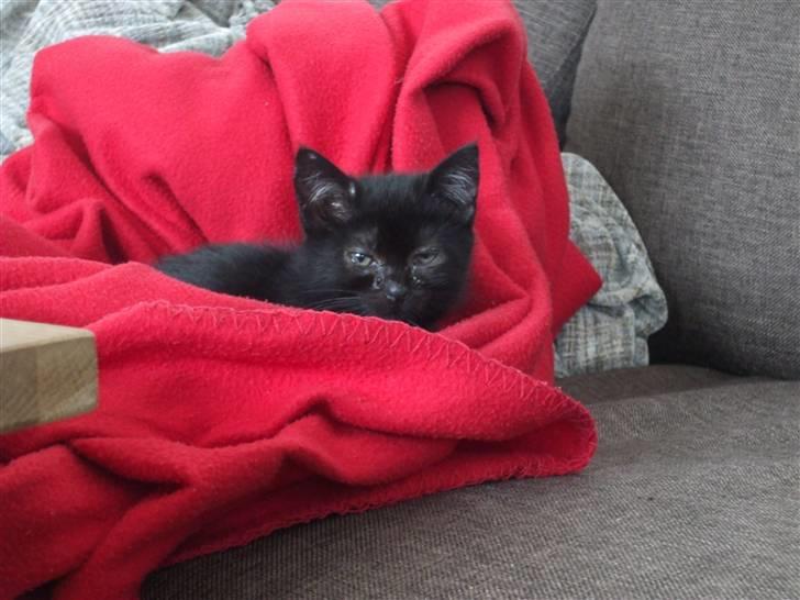 Huskat Lille Bebs billede 5