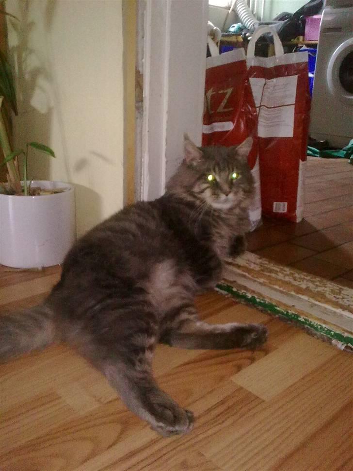 Maine Coon junior billede 12