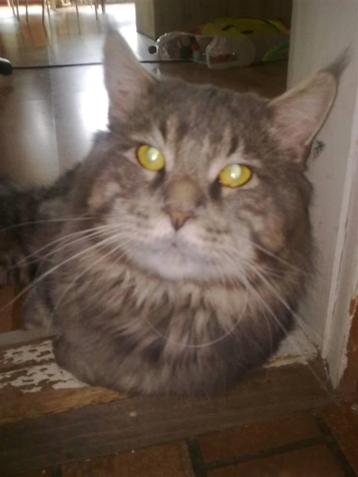Maine Coon junior billede 13