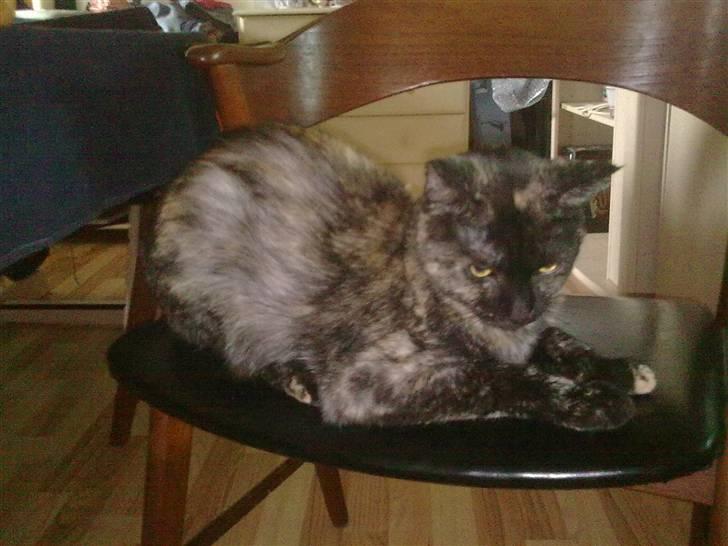 Blanding af racer julie billede 1