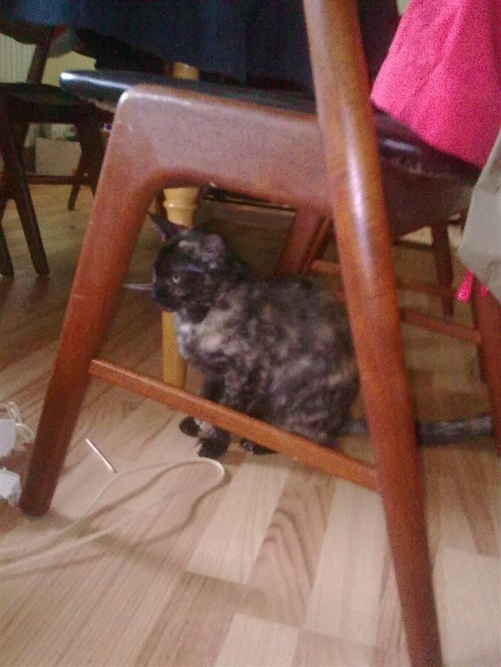 Blanding af racer julie - kan jeg gemme mig her  billede 2