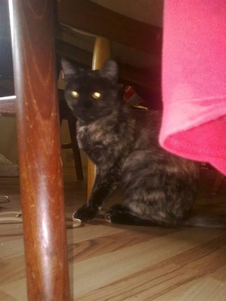 Blanding af racer julie billede 3