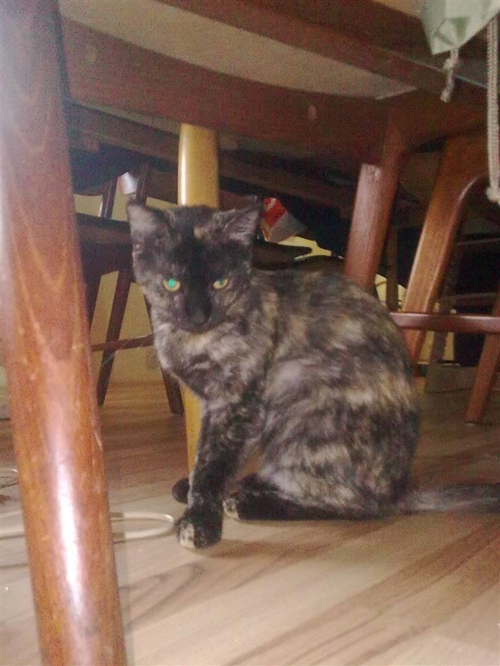 Blanding af racer julie billede 4