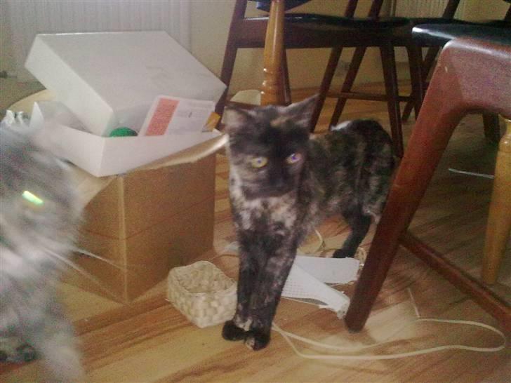 Blanding af racer julie billede 5