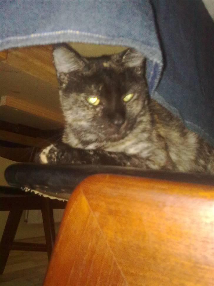 Blanding af racer julie billede 6