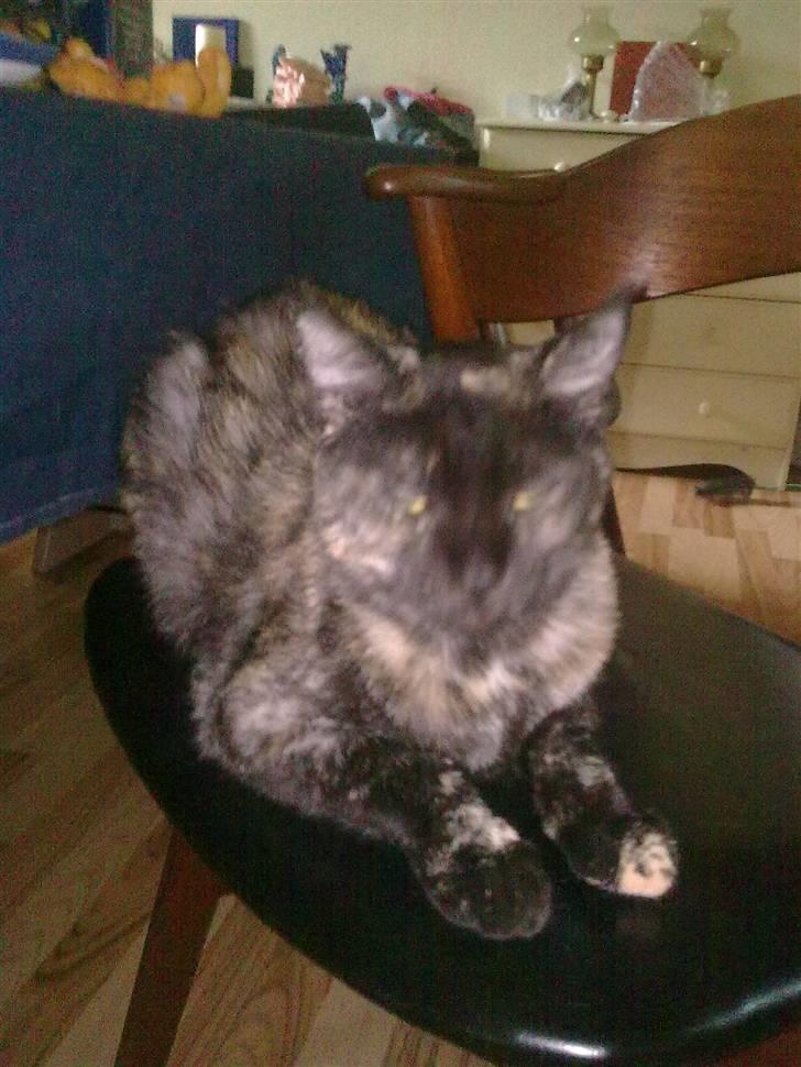 Blanding af racer julie billede 7