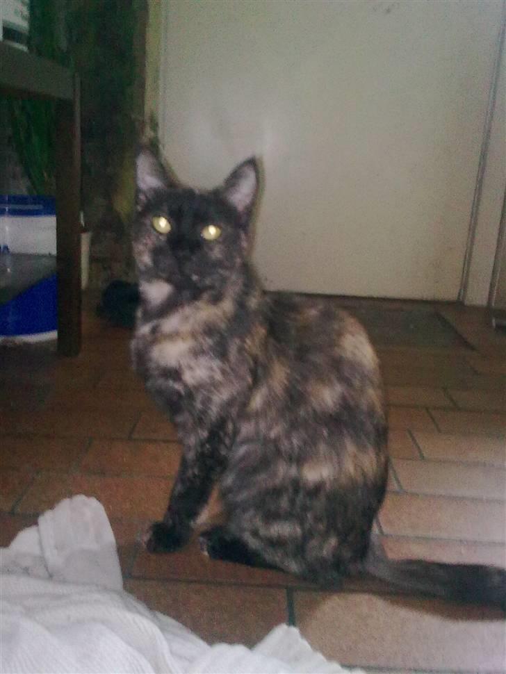 Blanding af racer julie - er jeg ikke flot når jeg sider sådan . billede 8