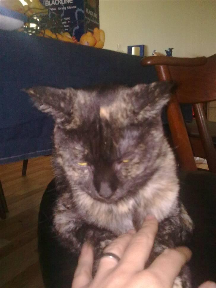 Blanding af racer julie billede 9