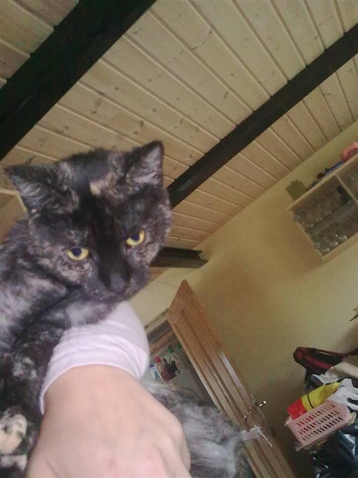 Blanding af racer julie billede 10