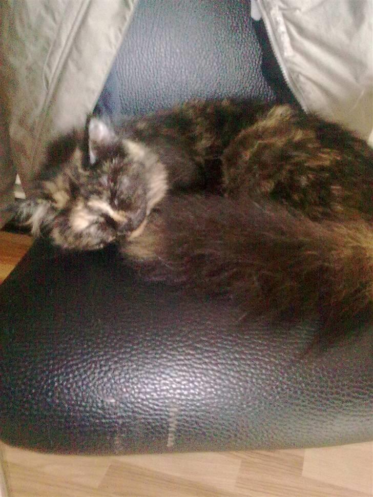 Blanding af racer mille - tager lige en lur billede 1