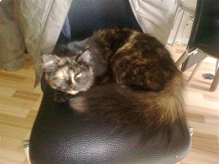 Blanding af racer mille - skal du vække mig billede 2