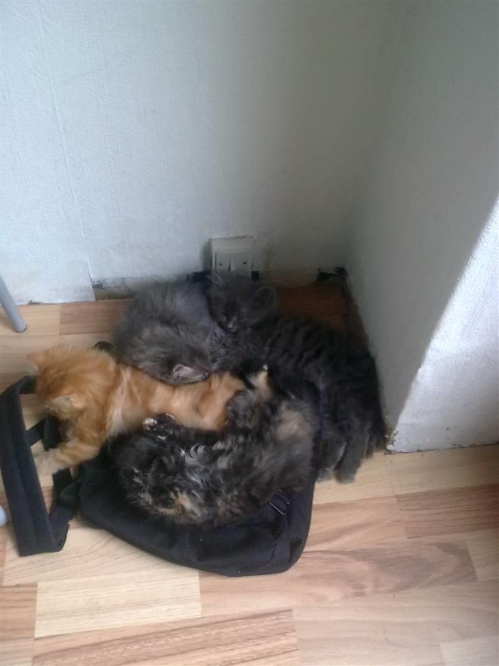 Blanding af racer mille - milles dejlige killinger  billede 3