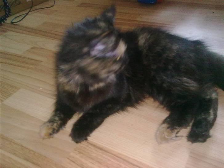 Blanding af racer mille billede 4