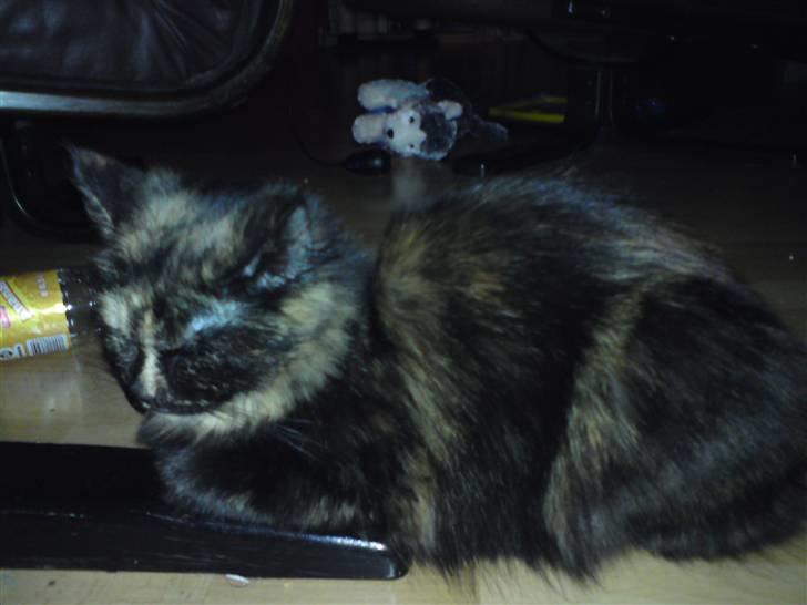 Blanding af racer mille - dette billede blev tager lige efetr mille flytte ind i huset . billede 5