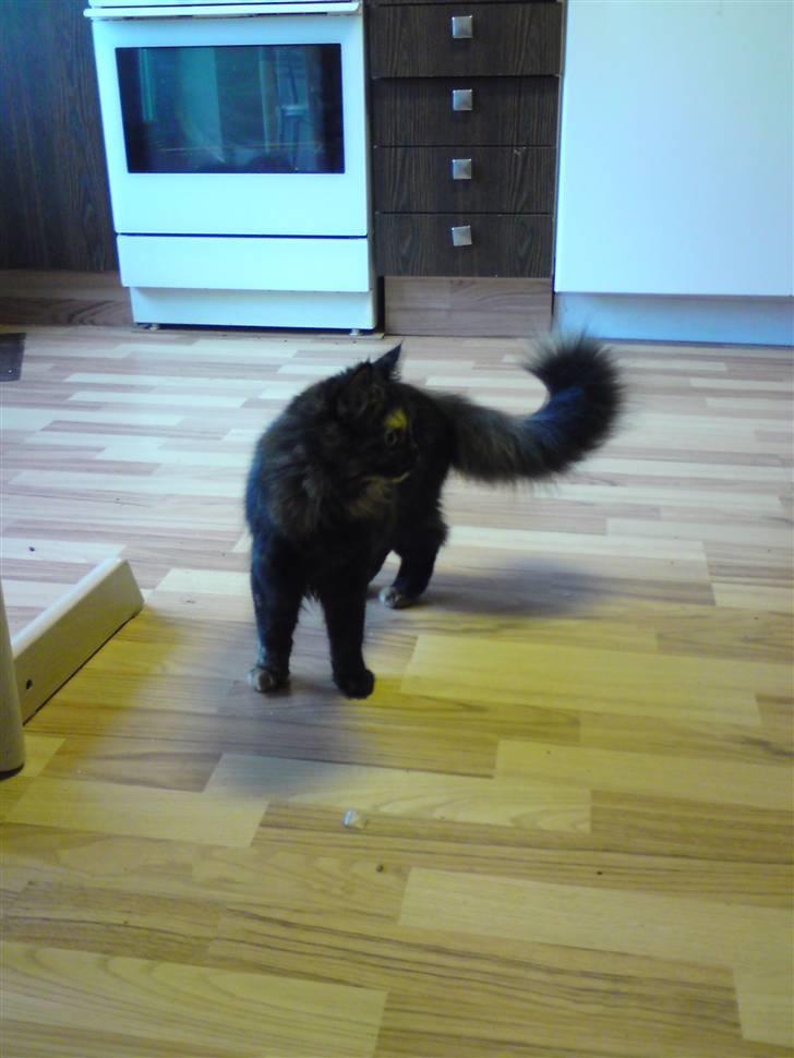 Blanding af racer mille billede 6