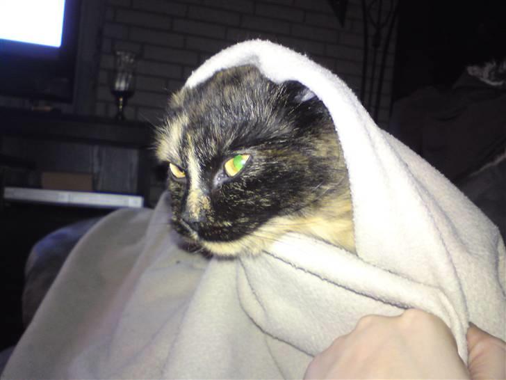 Blanding af racer mille - så skal der puttes  billede 7