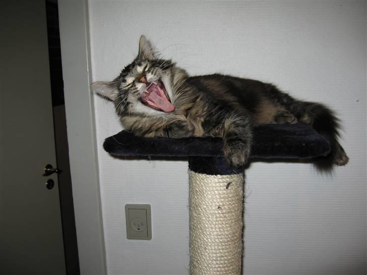 Blanding af racer Simba  Harboe - Ha Ha Ha det er bare mega griner. billede 11