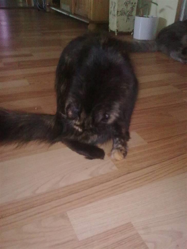 Blanding af racer mille billede 8