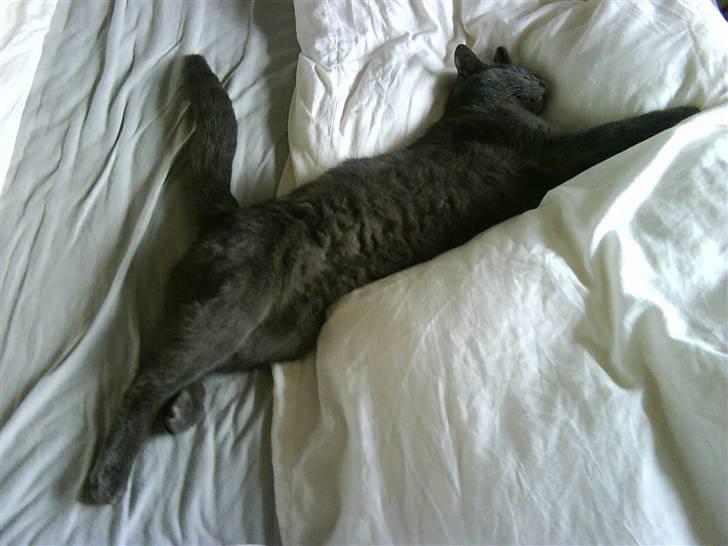 Huskat Harry billede 14