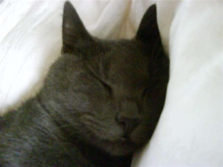 Huskat Harry billede 15