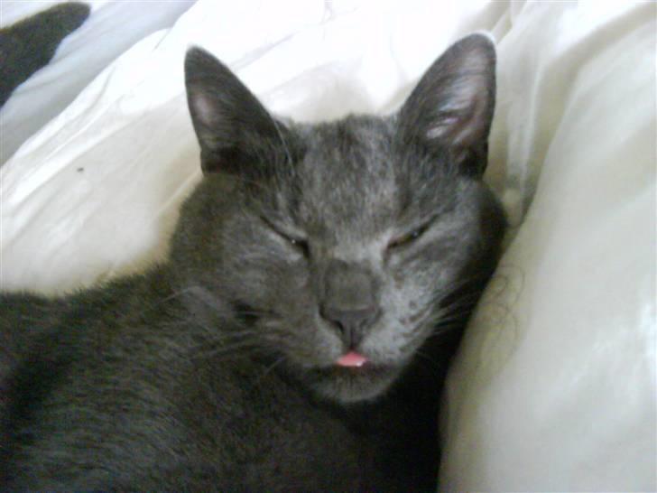 Huskat Harry billede 16