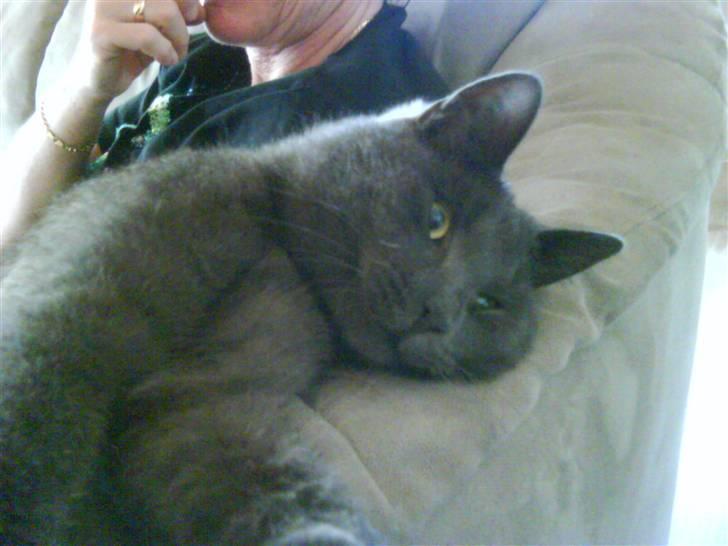 Huskat Harry billede 17