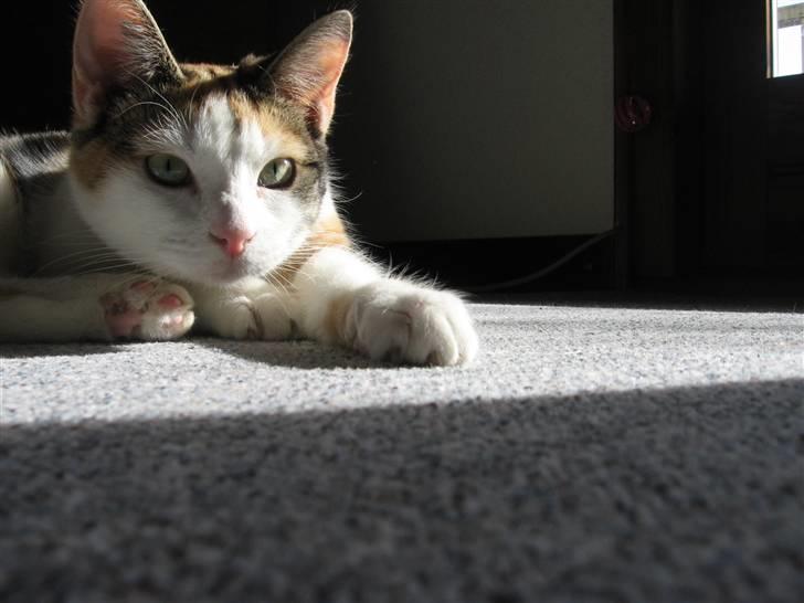 Huskat Sisse billede 8