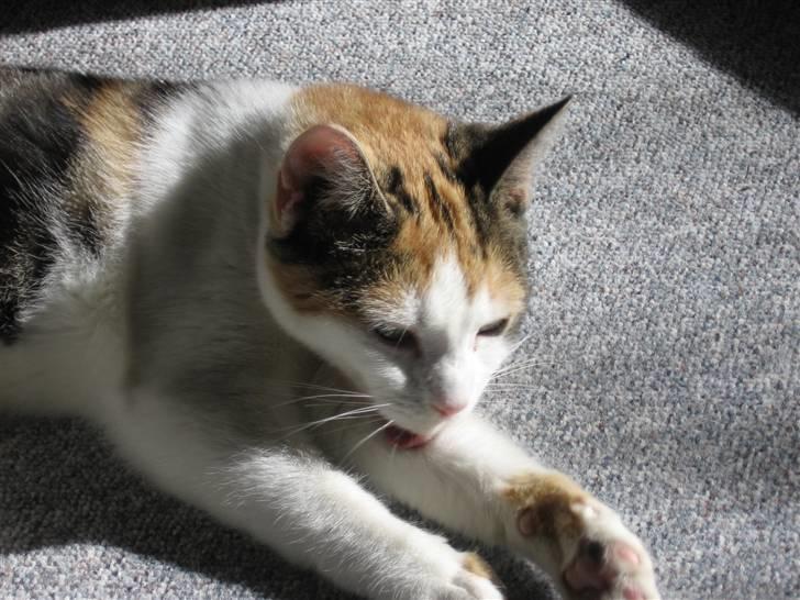 Huskat Sisse billede 9