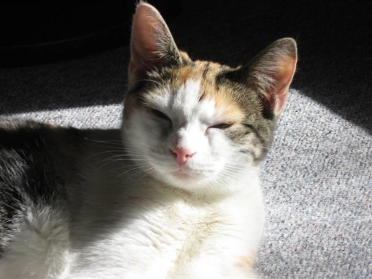 Huskat Sisse billede 10