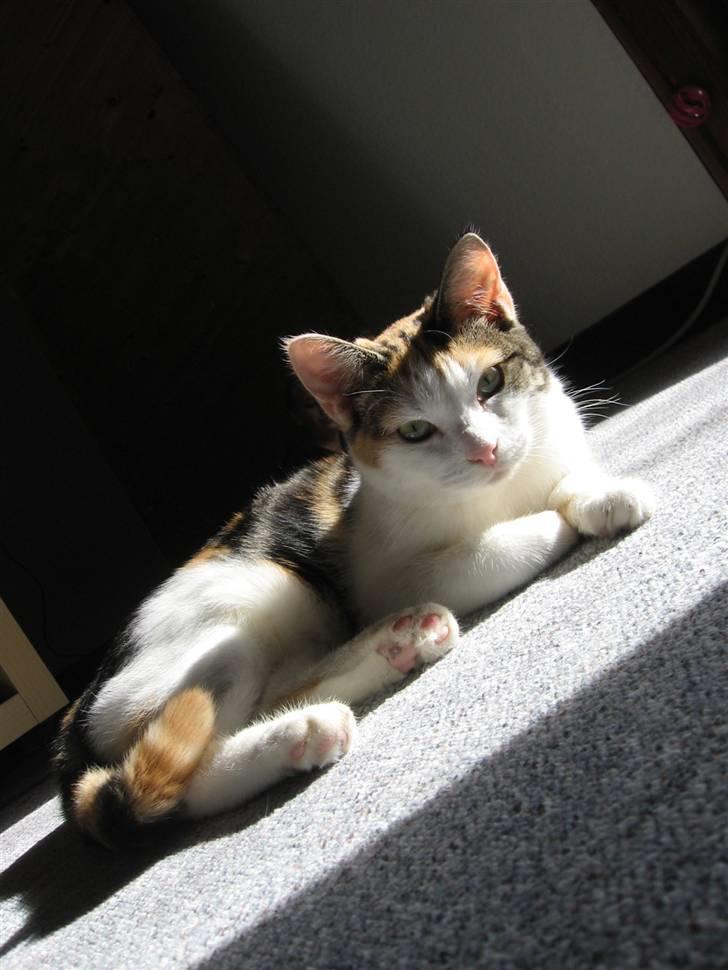 Huskat Sisse billede 11