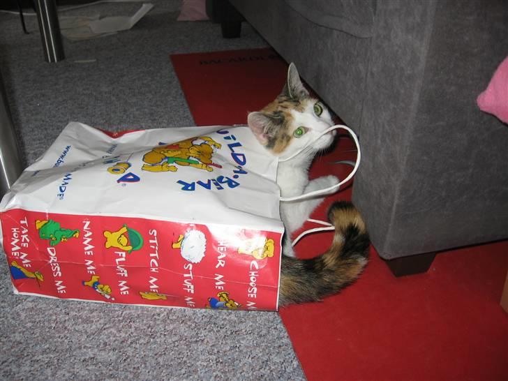 Huskat Sisse billede 12