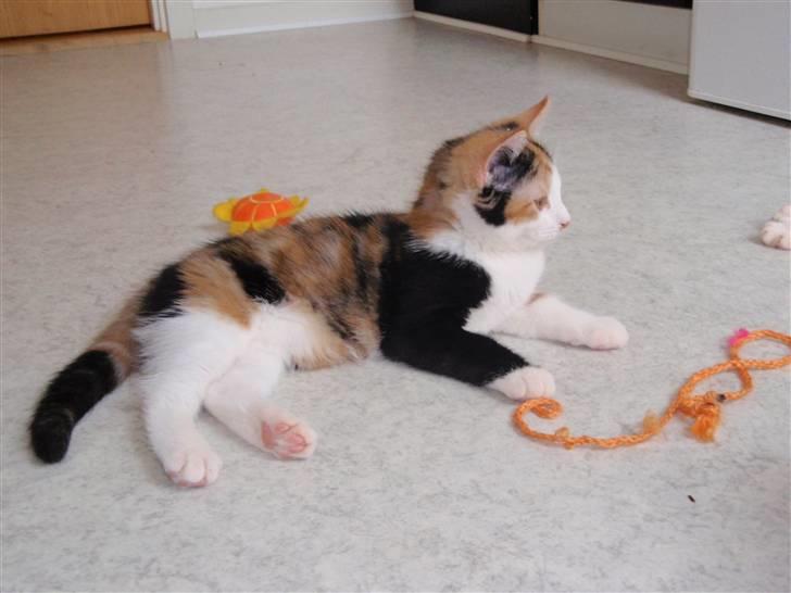 Huskat BaileyxD - SOLGT billede 8