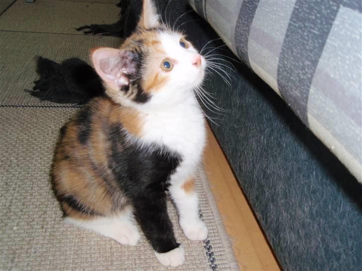 Huskat BaileyxD - SOLGT billede 9