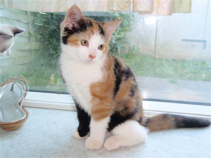 Huskat BaileyxD - SOLGT billede 10