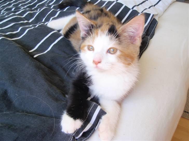 Huskat BaileyxD - SOLGT billede 11