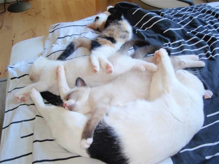 Huskat BaileyxD - SOLGT billede 12