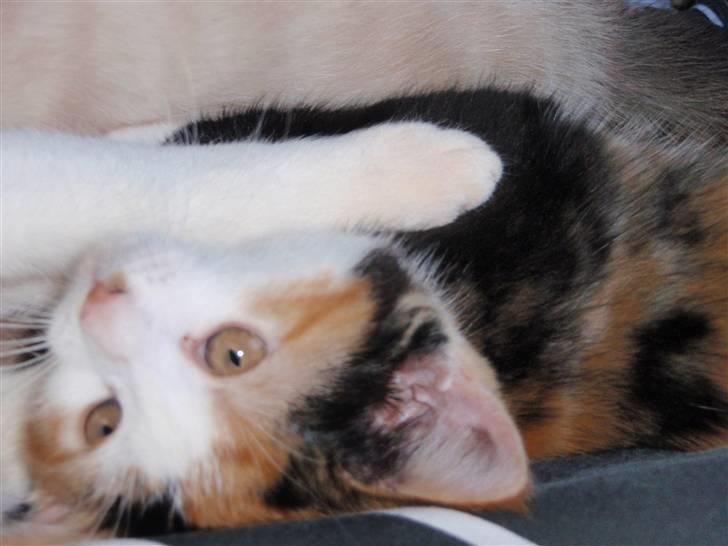 Huskat BaileyxD - SOLGT billede 13