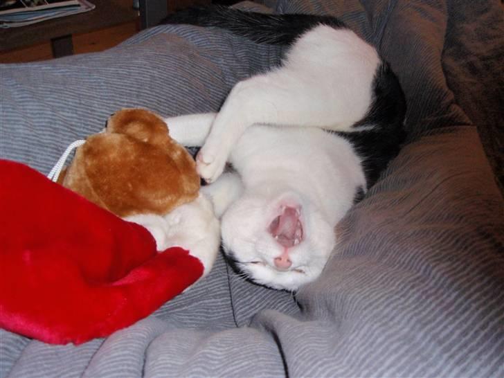 Huskat Frøken - hun troede der var mere øl i julesokken;D billede 15