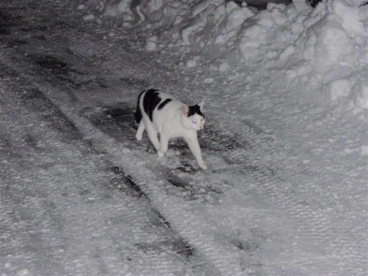 Huskat Frøken - hun ved godt hun ikke må være der;D<3 billede 16